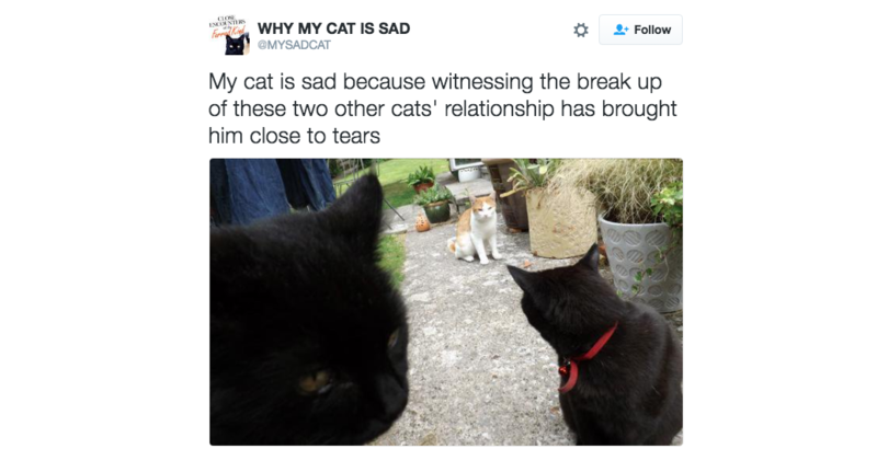 sad-cat-07