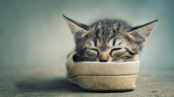sleepiest-kitties-16