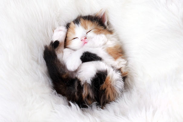 sleepiest-kitties-17