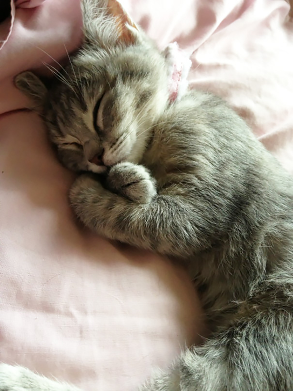 sleepiest-kitties-2