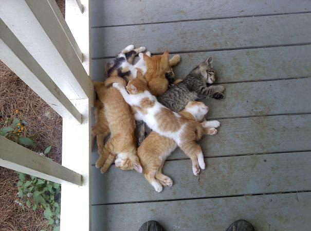 sleepiest-kitties-7