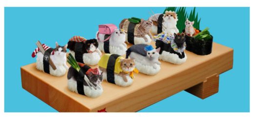 sushi-cat-feature