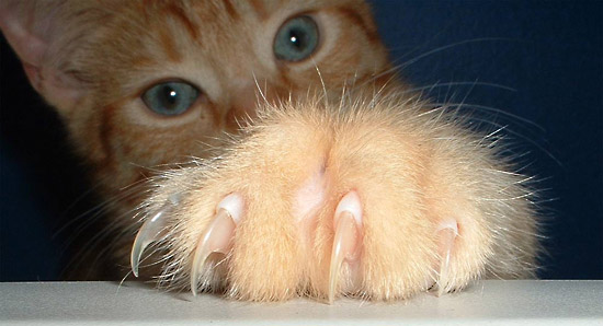 Declawing-Banned-1