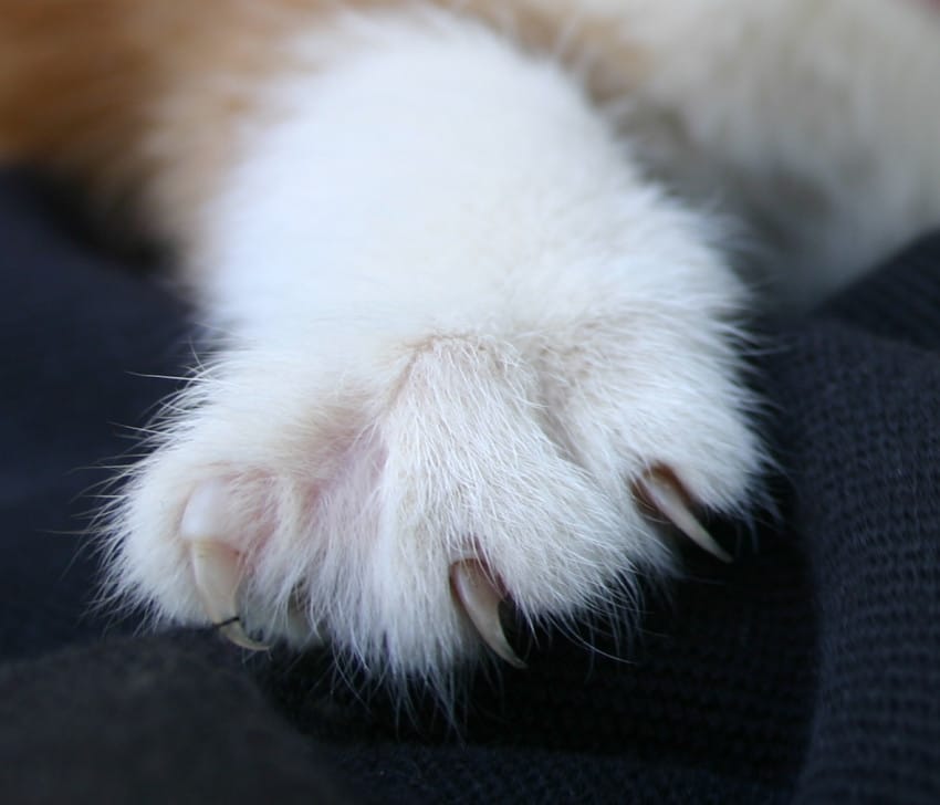 Declawing-Banned-2