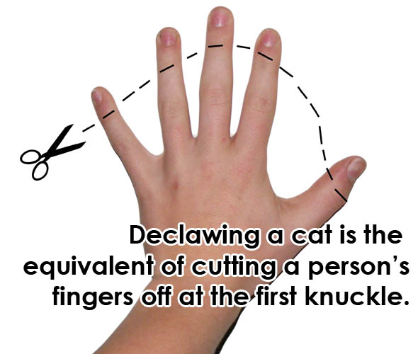 Declawing-Banned-3