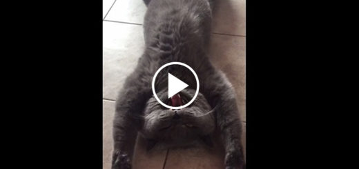 Featured-Cat-Massage-FB