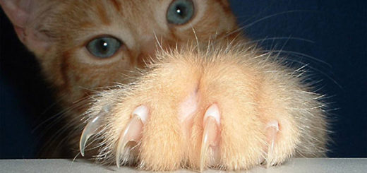 Featured-Declawing-Banned-FB
