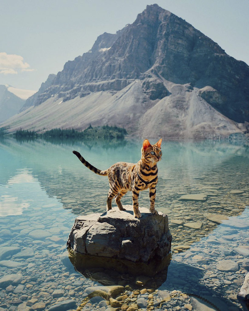 adventures-suki-the-cat-canada-1