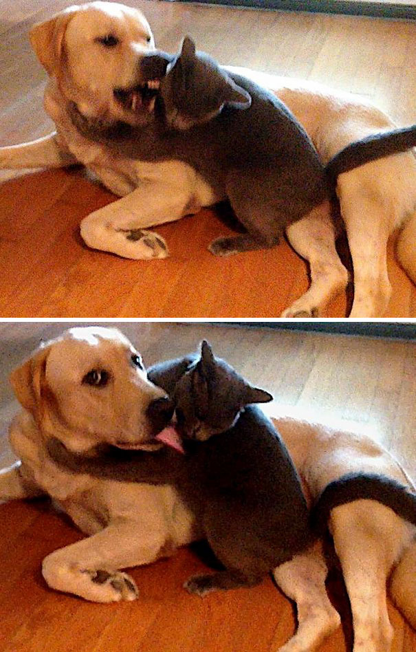 cats-dogs-not-getting-along-hate-living-together-2