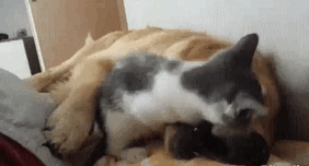 cats-dogs-not-getting-along-hate-living-together-6