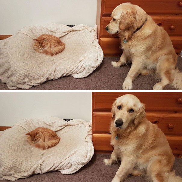 cats-dogs-not-getting-along-hate-living-together-7
