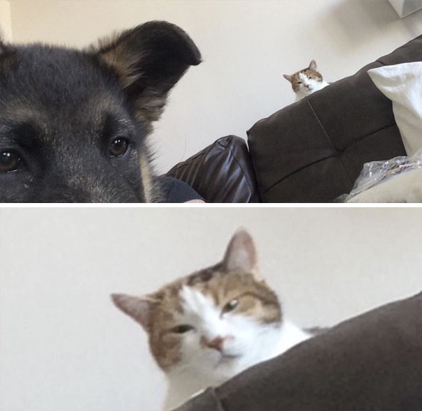 cats-dogs-not-getting-along-hate-living-together-8