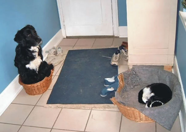 cats-dogs-not-getting-along-hate-living-together-9