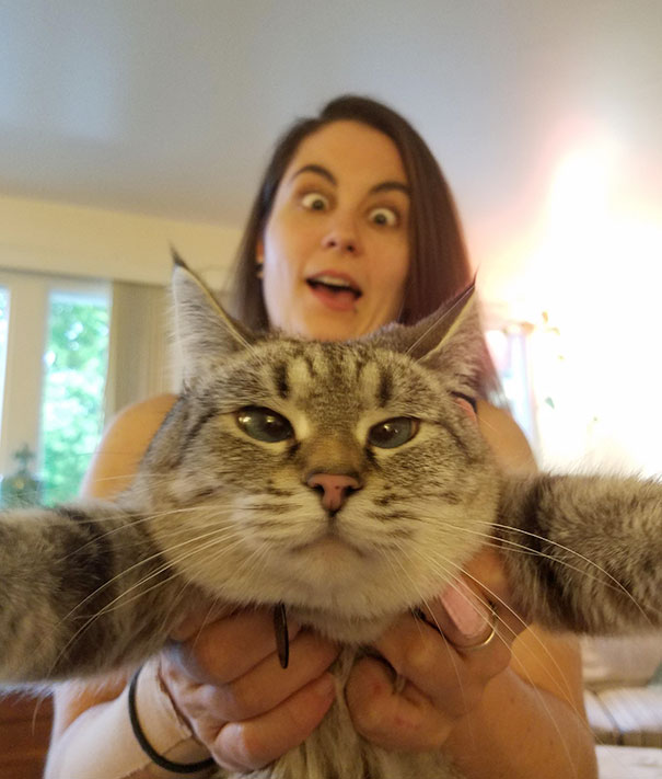 cats-dont-like-selfies-20