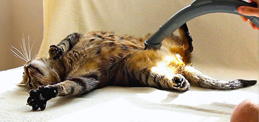 Featured-Bobo-Cat-Loves-Vacuum