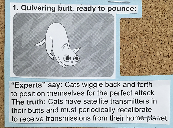 vet-cat-explanations-1