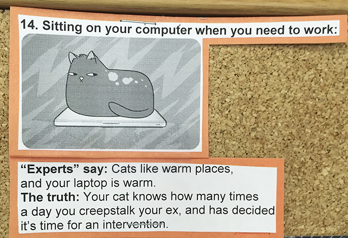 vet-cat-explanations-14