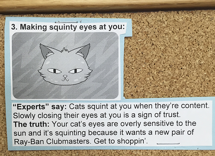 vet-cat-explanations-3