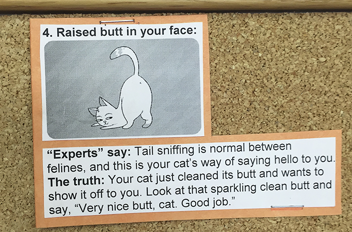 vet-cat-explanations-4