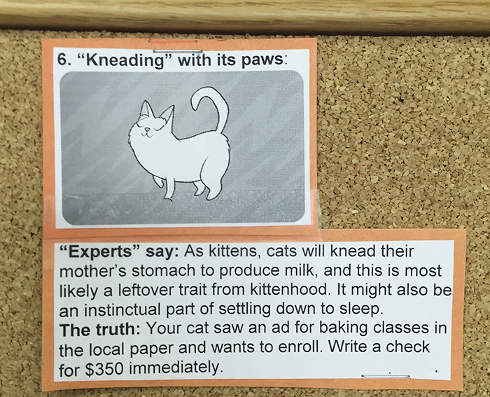 vet-cat-explanations-6