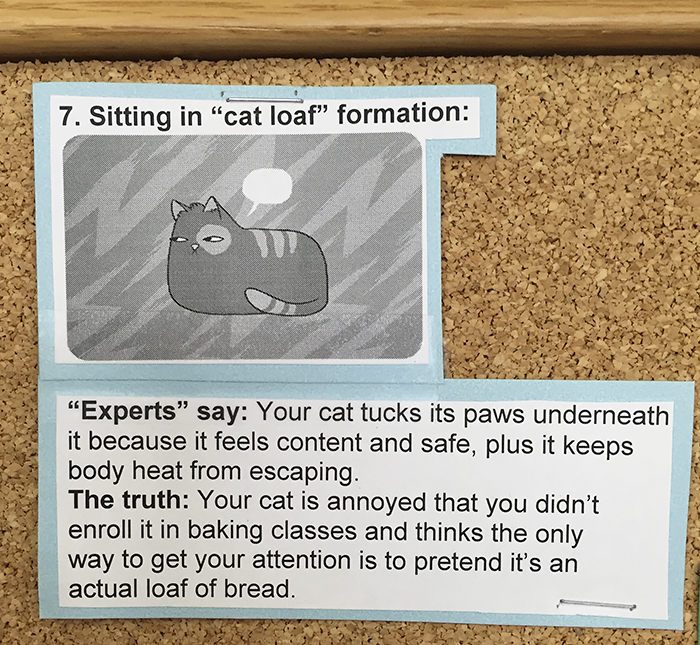 vet-cat-explanations-7