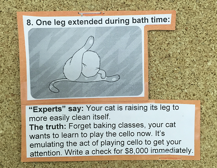 vet-cat-explanations-8