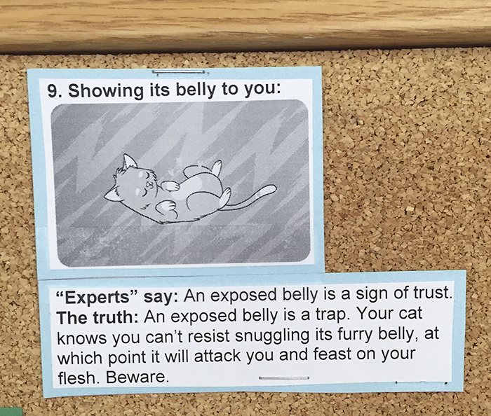 vet-cat-explanations-9